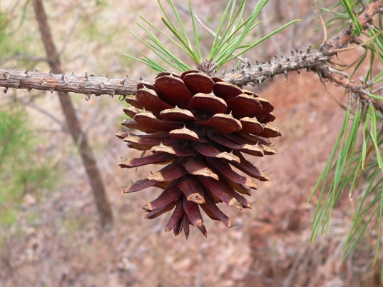 {Pinus rigida}